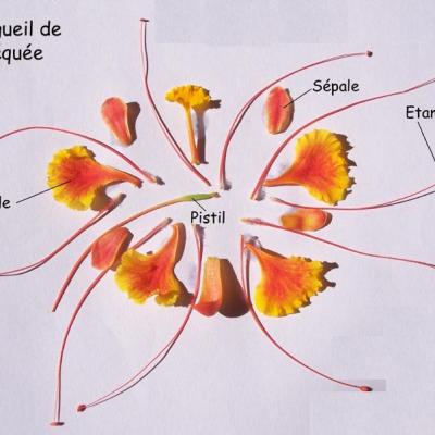 Orgueildissection Total 2