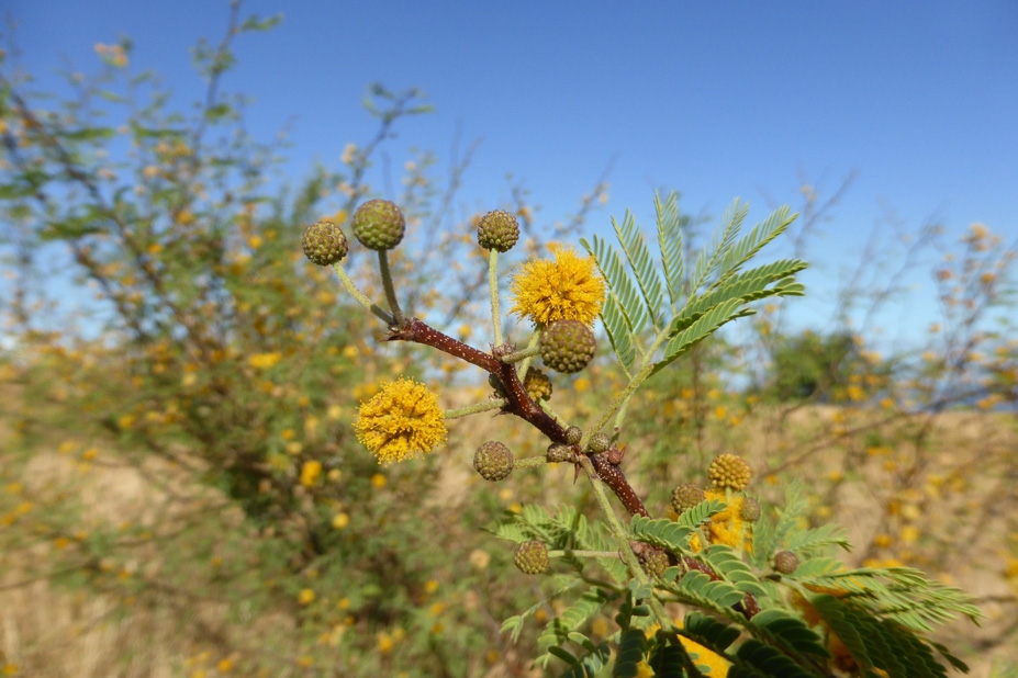 Fleurs de Cassi,savane du cap la Houssaye, photo Luc Souvet.