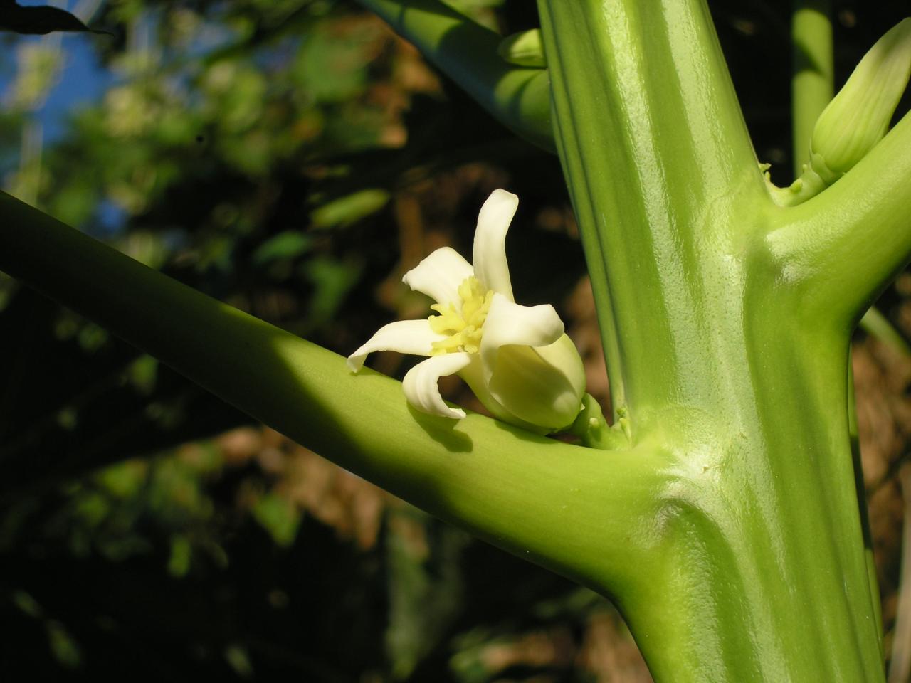 papayer fleur femelle1