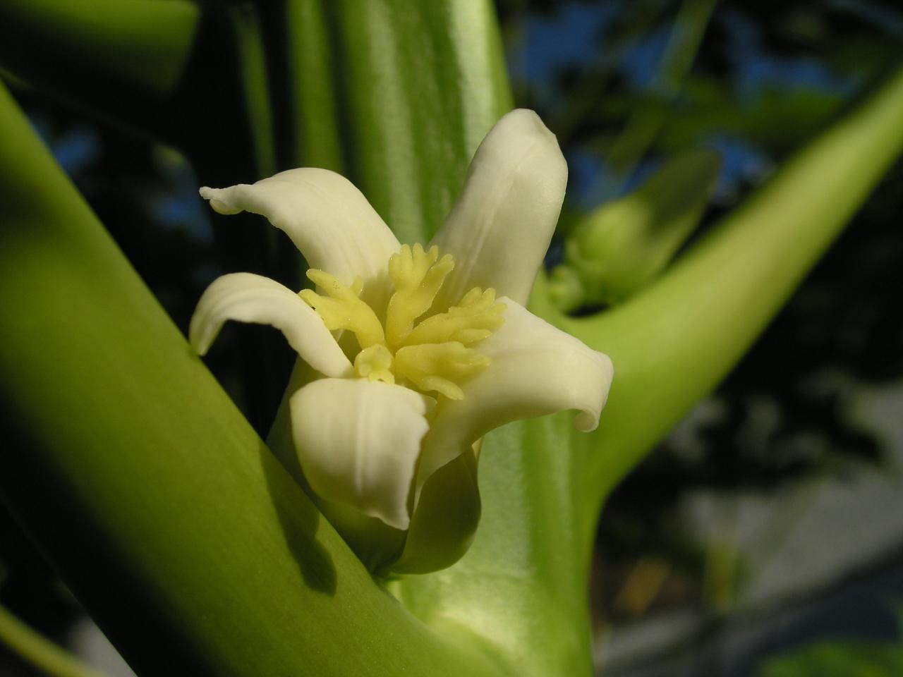 papayer fleur femelle2