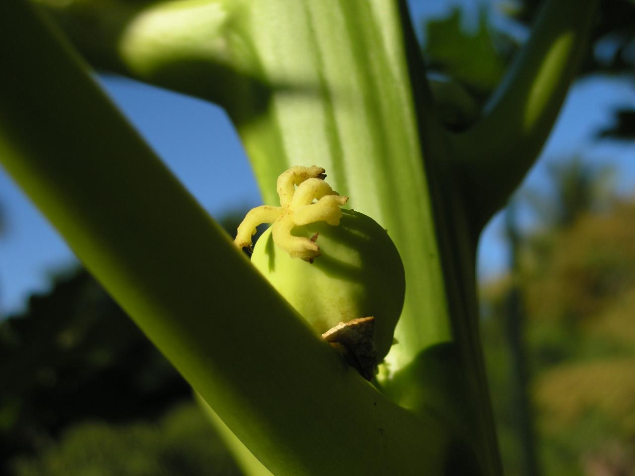 papayer fruit1