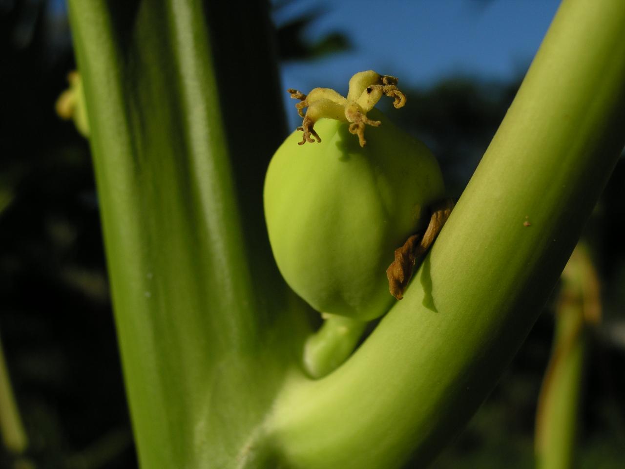 papayer fruit2