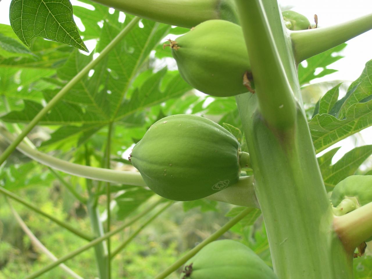 papayer  fruit3