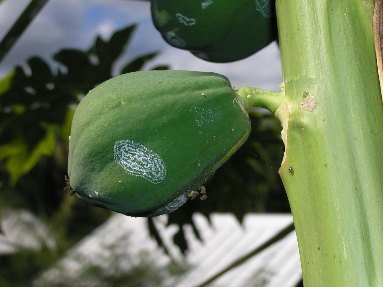 papayer fruit4