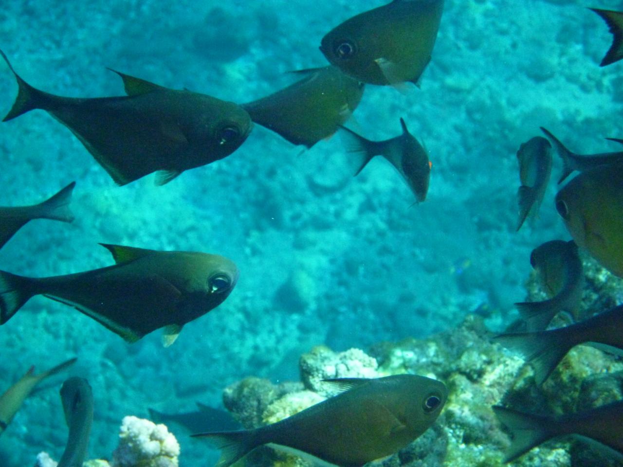 Pempheris oualensis D Helsens