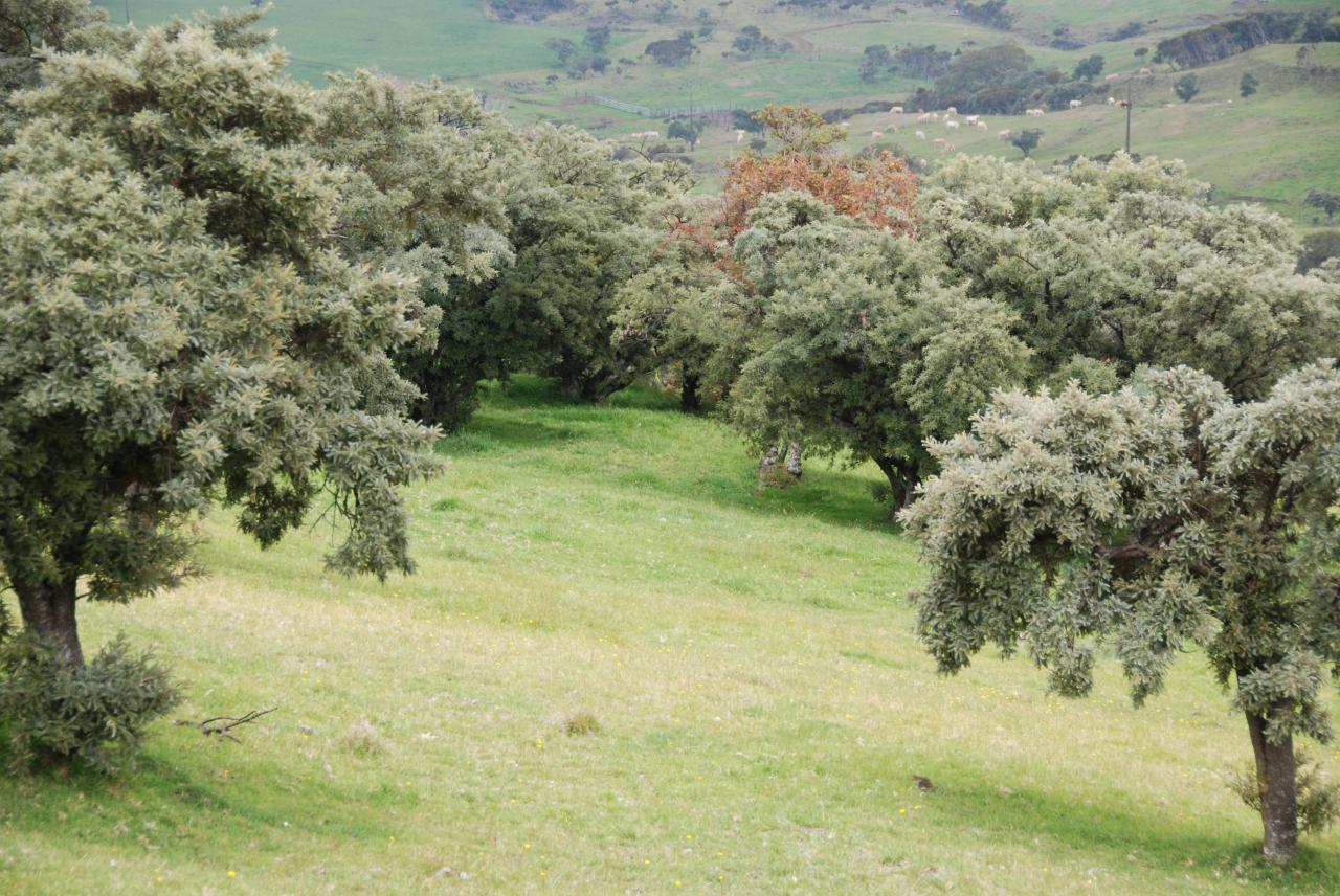 Petit tamarin des hauts D Helsens