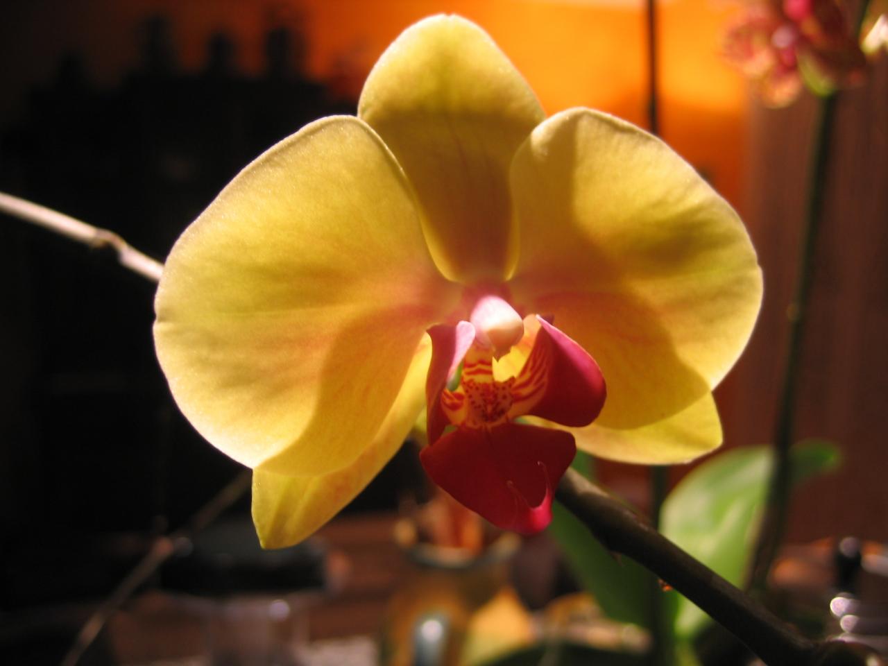 Phalenopsis D Helsens