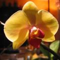 Phalenopsis D Helsens