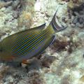 poisson-chirurgien acanthurus lineatus