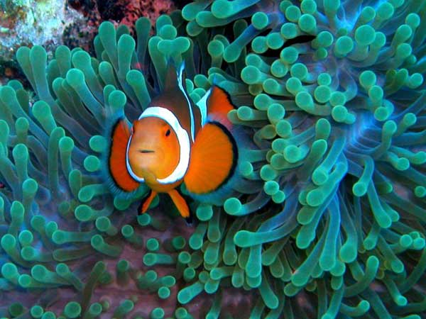 poisson clown amphiprion ocellaris