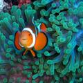 poisson clown amphiprion ocellaris