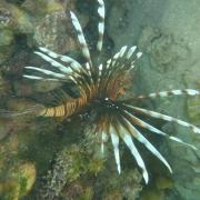 Poisson scorpion D Helsens