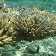 Poissons bleus D Helsens
