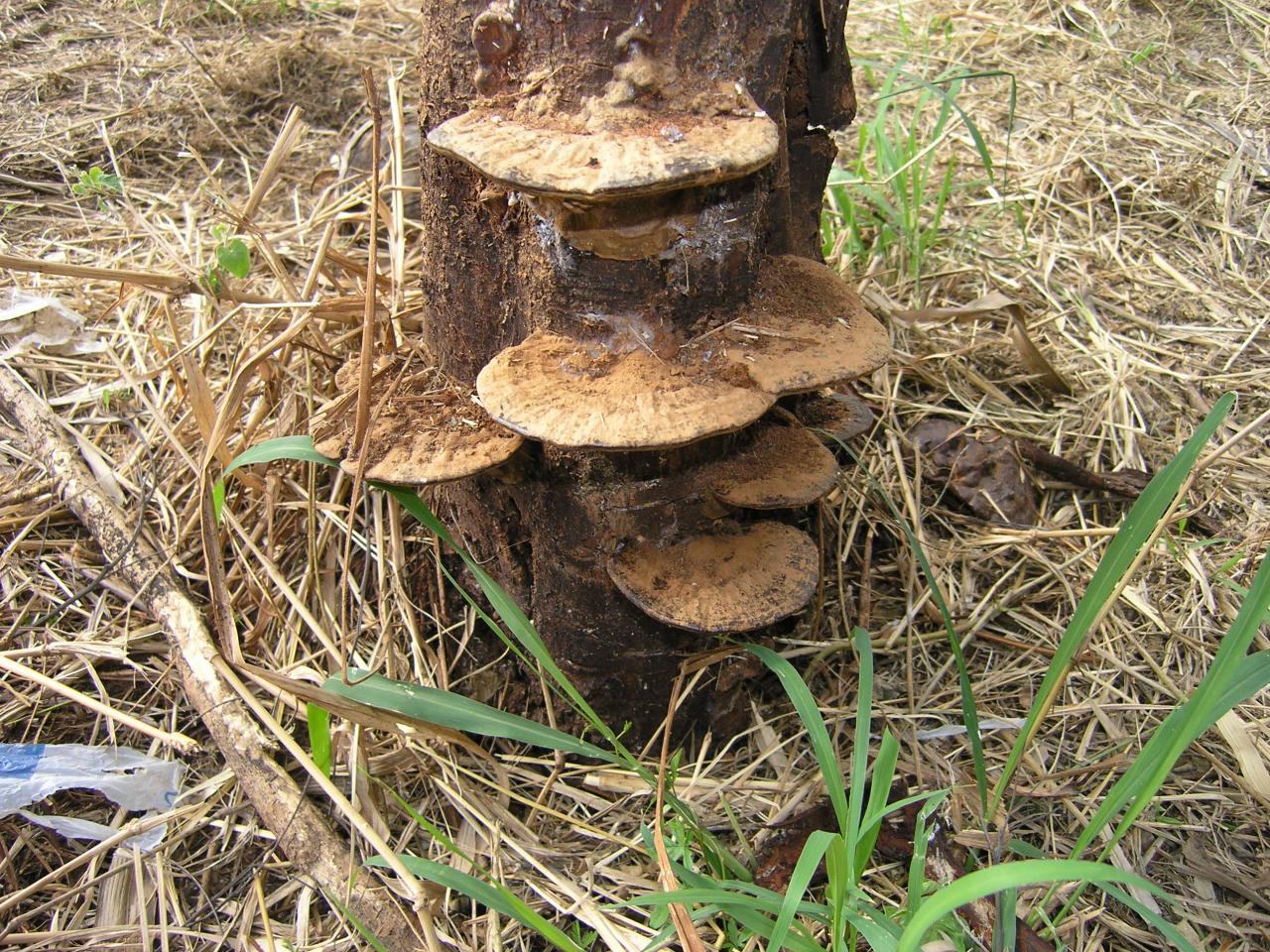 polypore