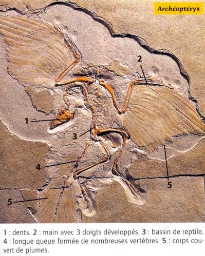 Archaeopteryx