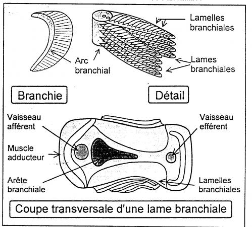 Branchies 1