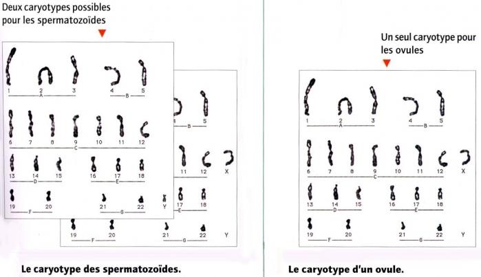 Caryotypes