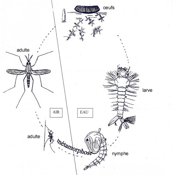 Copie de le peuplement d un point d eau par le moustique