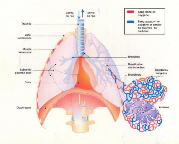 L appareil respiratoire