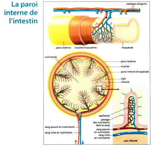 La paroi interne de l intestin