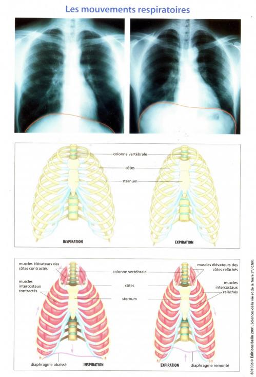 Les mouvements respiratoires