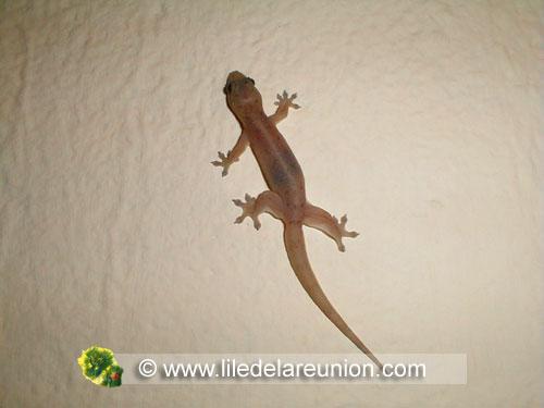 Lezard margouillat