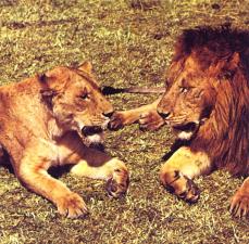 Lion et lionne