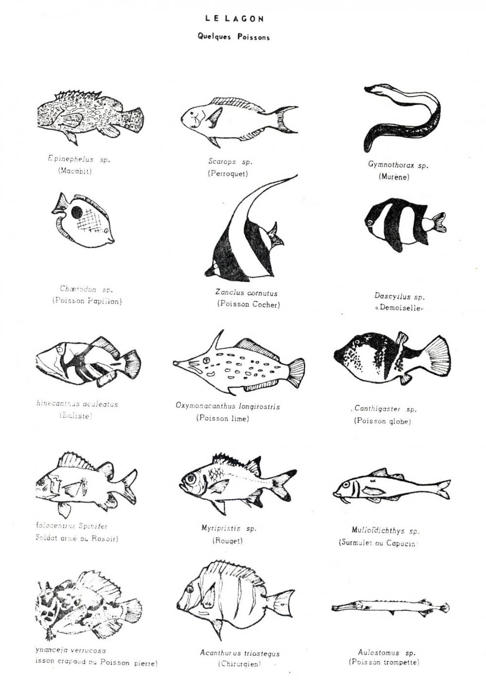 Poissons